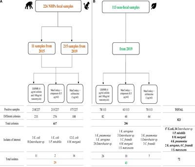 Population Diversity of Antibiotic Resistant Enterobacterales in Samples From Wildlife Origin in Senegal: Identification of a Multidrug Resistance Transposon Carrying blaCTX–M–15 in Escherichia coli